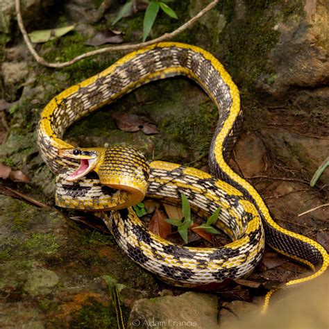 香港蛇|辨認蛇類 — HongKongSnakeID.com